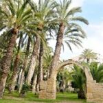 Palmeral de Elche